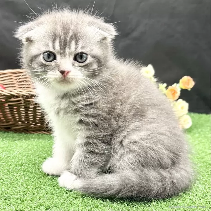 ID：2505-00275の子猫