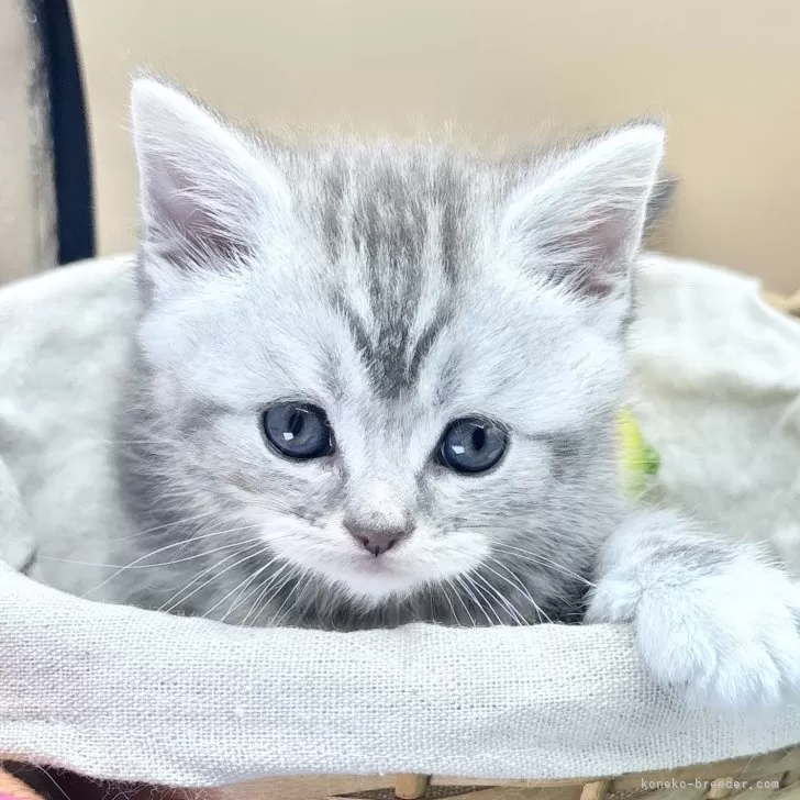 スコティッシュフォールド(立ち耳)【兵庫県・男の子・2025年9月26日・シルバータビー】の写真1