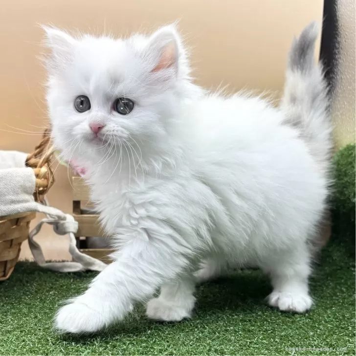 ID:2412-02621の子猫