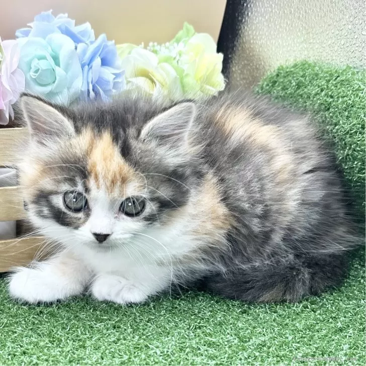 m1201iffy 様のお迎えした子猫