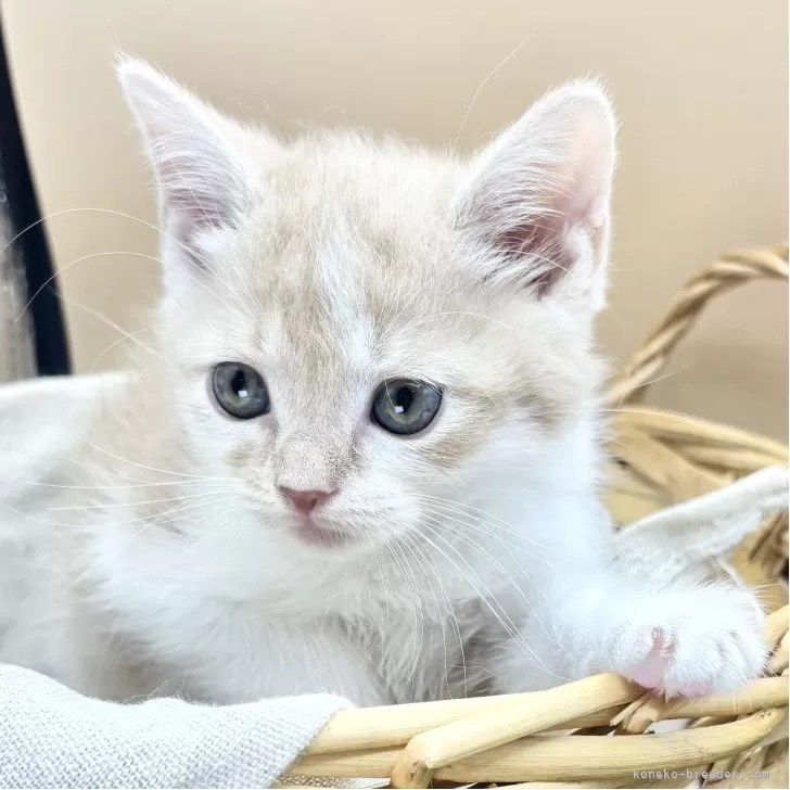 スコティッシュフォールド(立ち耳)【兵庫県・男の子・2025年9月23日・クリームタビー&amp;ホワイト】の写真1