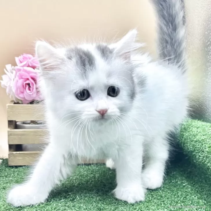 ID：2509-01499の子猫