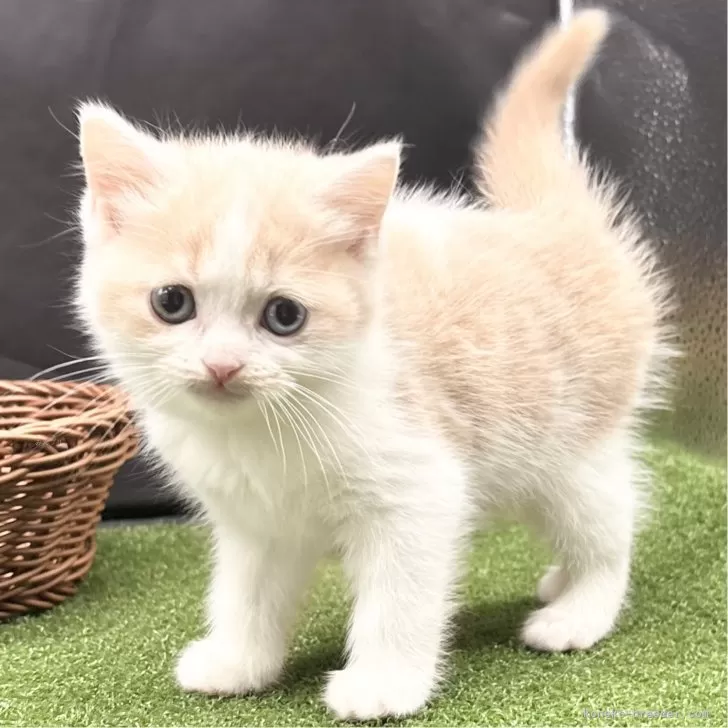 ID：2412-02548の子猫