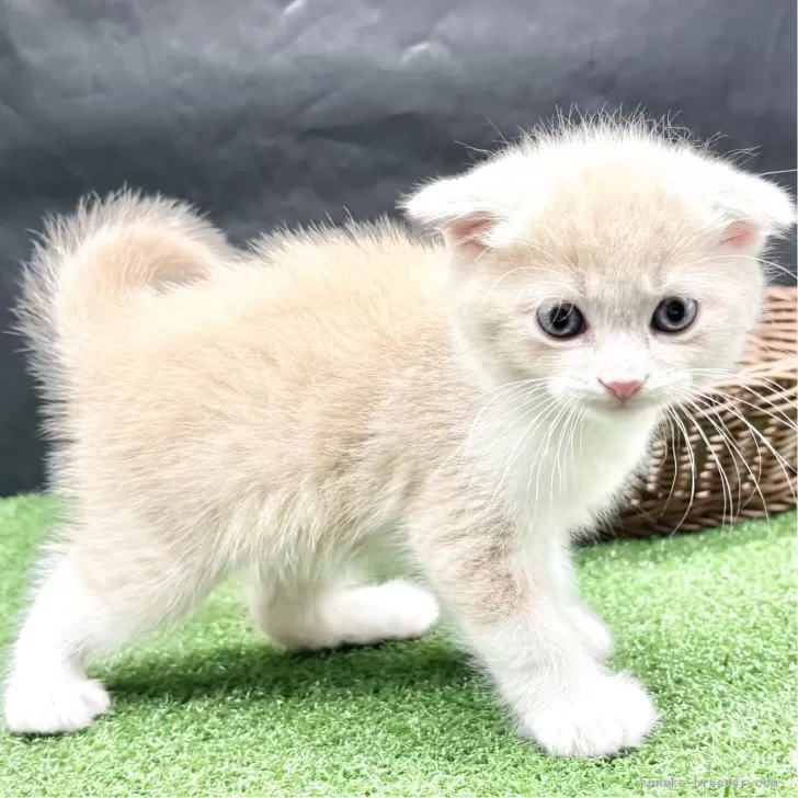 ID：2506-03630の子猫