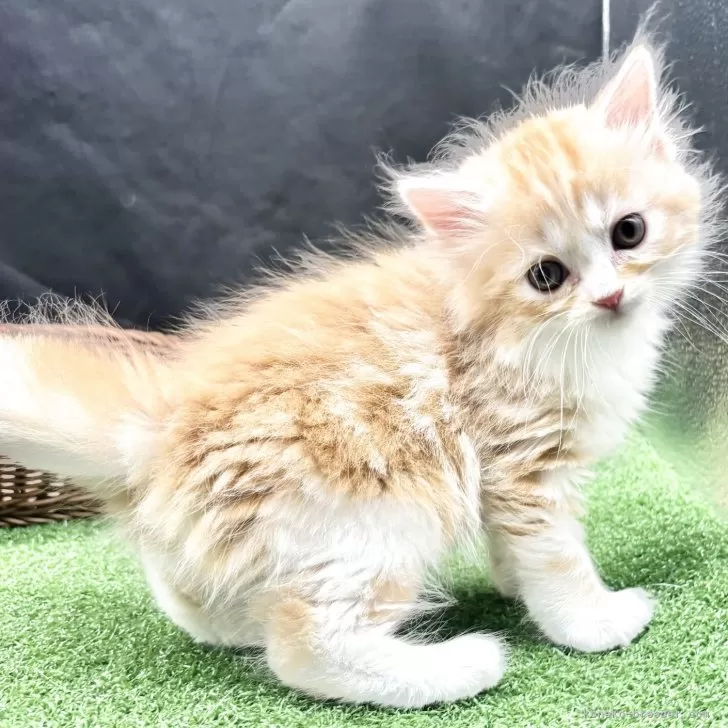 ふうた 様のお迎えした子猫