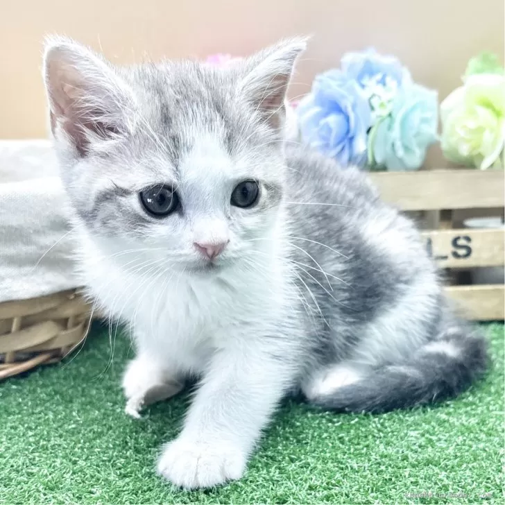 ID:2506-03508の子猫