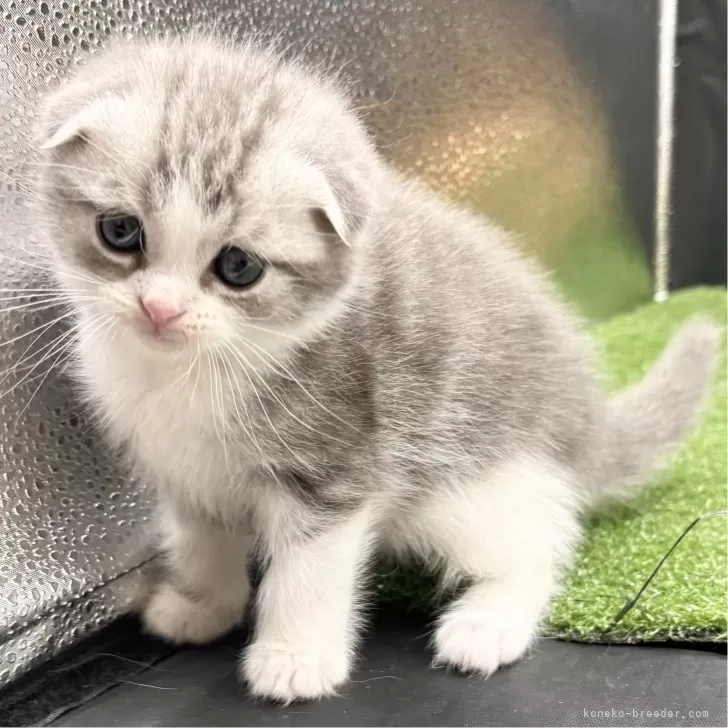 ID：2501-01537の子猫