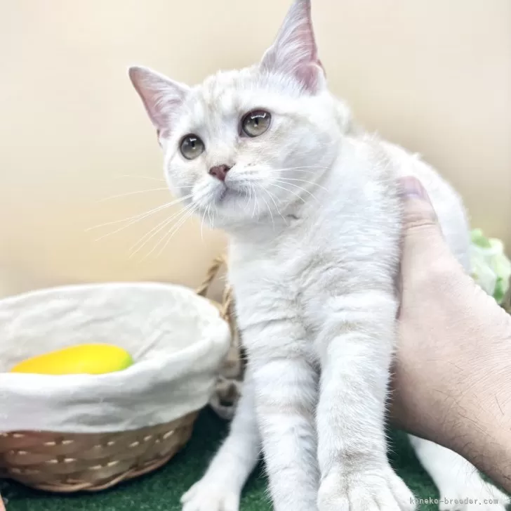 T 様のお迎えした子猫