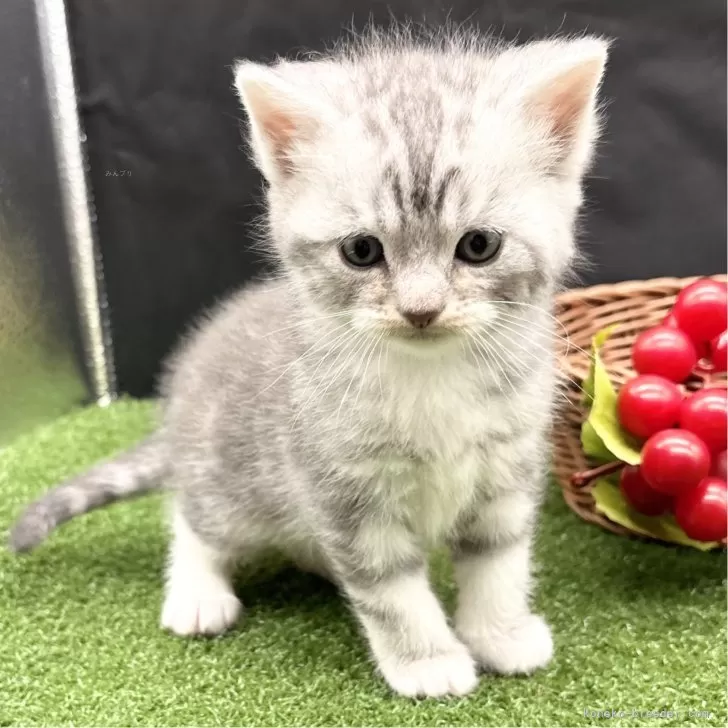 ID：2412-01573の子猫