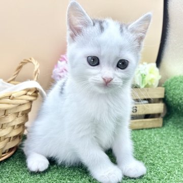 スコティッシュフォールド(立ち耳)【兵庫県・男の子・2025年10月1日・シルバータビー&ホワイト（短毛）】の写真「物怖じしない、おっとりさんです！！」