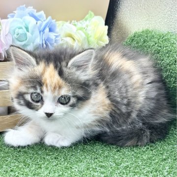 スコティッシュフォールド(立ち耳)【兵庫県・女の子・2025年3月18日・キャリコ（中毛）】の写真「物怖じしない、おっとりさんです！！」
