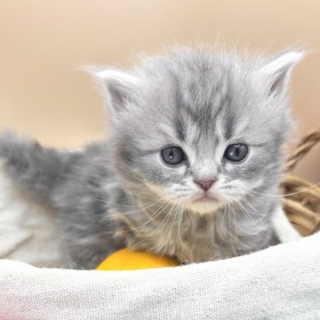 スコティッシュフォールド(立ち耳)【兵庫県・男の子・2024年12月10日・ブルータビー（中毛）】の写真「物怖じしない、おっとりさんです！」