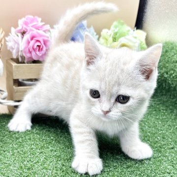 スコティッシュフォールド(立ち耳)【兵庫県・女の子・2025年4月15日・クリームタビー（短毛）】の写真「クリームちゃんキャンペーン中！！」