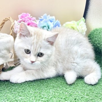 スコティッシュフォールド(立ち耳)【兵庫県・女の子・2025年6月18日・クリームタビー（短毛）】の写真「物怖じしない、おっとりさんです！！」