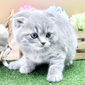 スコティッシュフォールド(折れ耳)【兵庫県・男の子・2025年4月23日・ブルータビー（短毛）】の写真「物怖じしない、おっとりさんです！」