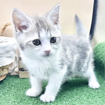 スコティッシュフォールド(立ち耳)【兵庫県・男の子・2025年5月11日・ブルータビー&ホワイト（短毛）】の写真「物怖じしない、おっとりさんです！！」