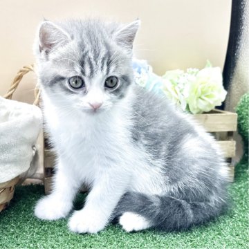 スコティッシュフォールド(立ち耳)【兵庫県・女の子・2025年6月14日・ブルータビー&ホワイト（短毛）】の写真「物怖じしない、おっとりさんです！！」