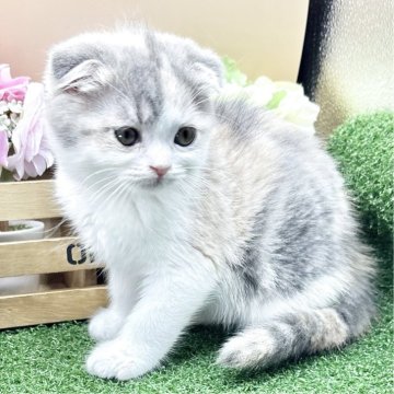 スコティッシュフォールド(折れ耳)【兵庫県・女の子・2025年6月11日・ダイリュートキャリコ（短毛）】の写真「物怖じしない、おっとりさんです！！」