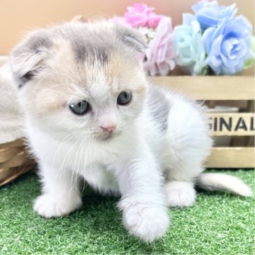 スコティッシュフォールド(折れ耳)【兵庫県・女の子・2025年3月5日・ダイリュートキャリコ（短毛）】の写真「物怖じしない、おっとりさんです！」