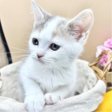 スコティッシュフォールド(立ち耳)【兵庫県・女の子・2025年9月23日・ダイリュートキャリコ（短毛）】の写真「物怖じしない、おっとりさんです！！」