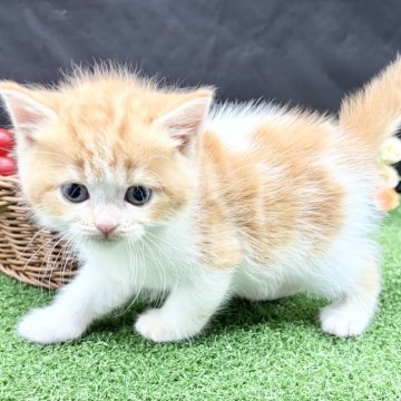 スコティッシュフォールド(立ち耳)【兵庫県・女の子・2025年10月29日・レッドタビー&ホワイト（短毛）】の写真「物怖じしない、おっとりさんです！！」