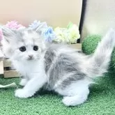 スコティッシュフォールド(立ち耳)