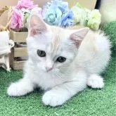 スコティッシュフォールド(立ち耳)