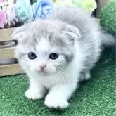 スコティッシュフォールド(折れ耳)