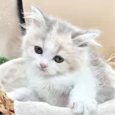 スコティッシュフォールド(立ち耳)