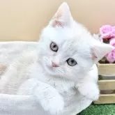 スコティッシュフォールド(立ち耳)