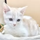 スコティッシュフォールド(立ち耳)