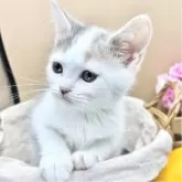 スコティッシュフォールド(立ち耳)