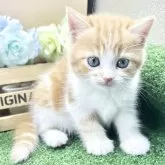 スコティッシュフォールド(立ち耳)