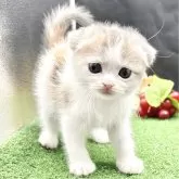 スコティッシュフォールド(折れ耳)