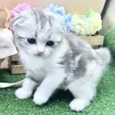 スコティッシュフォールド(折れ耳)【兵庫県・女の子・2025年9月26日・ダイリュートキャリコ】の写真2