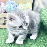 スコティッシュフォールド(立ち耳)【兵庫県・男の子・2025年9月26日・シルバータビー】の写真2