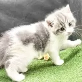 スコティッシュフォールド(立ち耳)【兵庫県・女の子・2025年6月14日・ブルータビー&ホワイト】の写真2