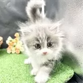 スコティッシュフォールド(立ち耳)【兵庫県・女の子・2025年5月8日・ブルータビー&ホワイト】の写真3