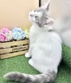 スコティッシュフォールド(立ち耳)【兵庫県・男の子・2025年7月30日・ブルータビー&ホワイト】の写真3