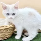 スコティッシュフォールド(立ち耳)【兵庫県・女の子・2025年9月26日・クリームタビー&ホワイト】の写真3