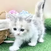 スコティッシュフォールド(立ち耳)【兵庫県・女の子・2025年9月23日・ダイリュートキャリコ】の写真3