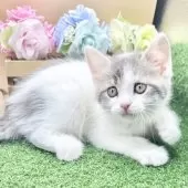 スコティッシュフォールド(立ち耳)【兵庫県・男の子・2025年7月30日・ブルータビー&ホワイト】の写真4