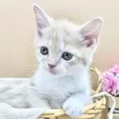 スコティッシュフォールド(立ち耳)【兵庫県・男の子・2025年9月23日・クリームタビー&ホワイト】の写真4