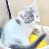 スコティッシュフォールド(立ち耳)【兵庫県・男の子・2025年7月30日・ブルータビー&ホワイト】の写真5