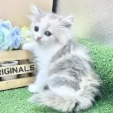 スコティッシュフォールド(立ち耳)【兵庫県・女の子・2025年9月23日・ダイリュートキャリコ】の写真5