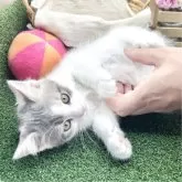 スコティッシュフォールド(立ち耳)【兵庫県・男の子・2025年7月30日・ブルータビー&ホワイト】の写真6