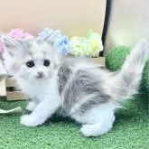 スコティッシュフォールド(立ち耳)【兵庫県・女の子・2025年9月23日・ダイリュートキャリコ】の写真6