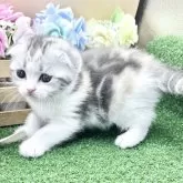 スコティッシュフォールド(折れ耳)【兵庫県・女の子・2025年9月26日・ダイリュートキャリコ】の写真5