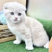 スコティッシュフォールド(折れ耳)【兵庫県・男の子・2025年10月29日・クリームタビー】の写真5