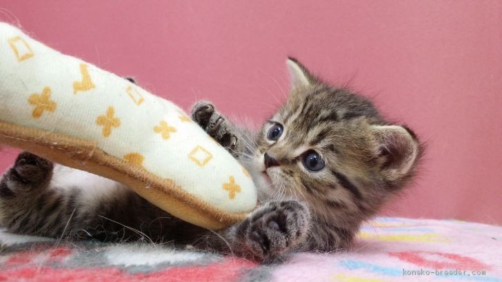 米森　直子(よねもり　なおこ)ブリーダー(千葉県・アメリカンショートヘアなど・ICC登録)の紹介写真3